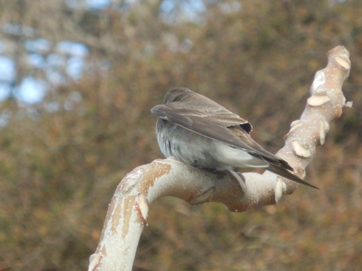 Hirondelle à ailes hérissées - ML94080201