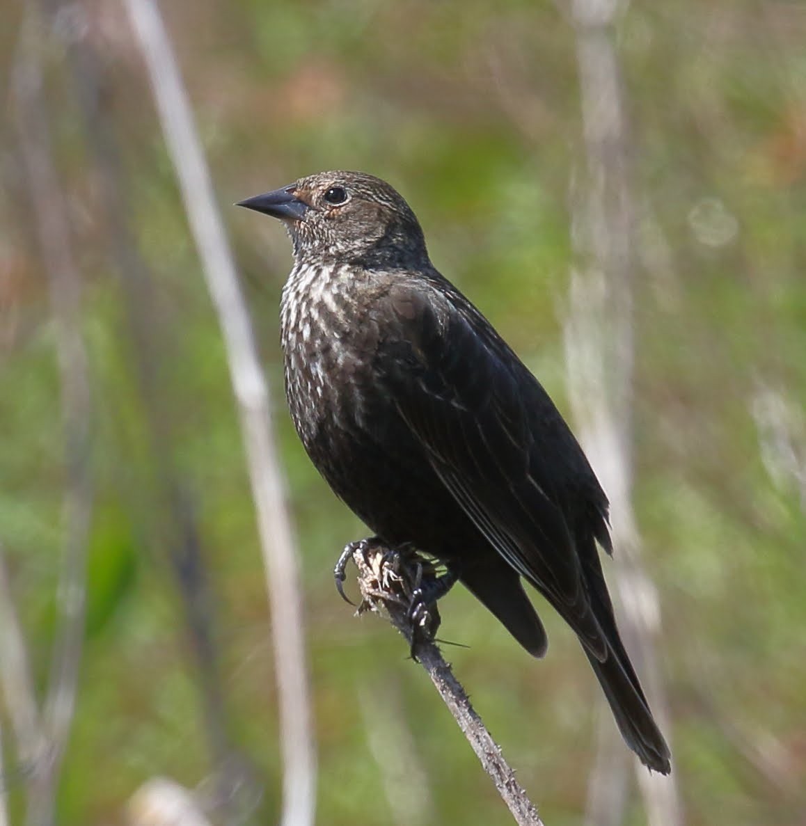 Tricolored Blackbird - ML94080261