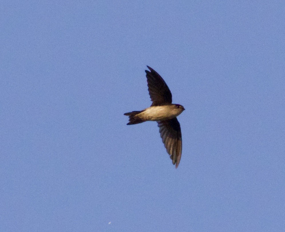 White-nest Swiftlet - Scott Baker