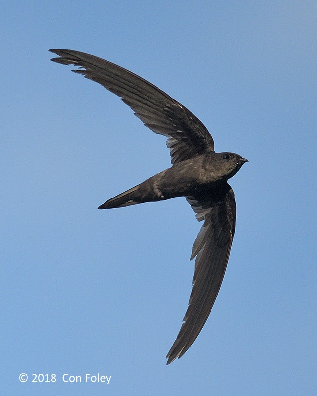 Asian Palm Swift - ML94081801