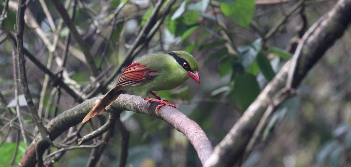 Indochinese Green-Magpie - Edmond Sham