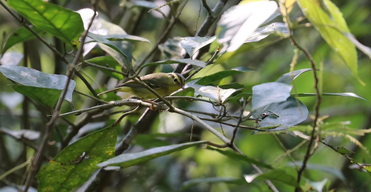 Limestone Leaf Warbler - Edmond Sham