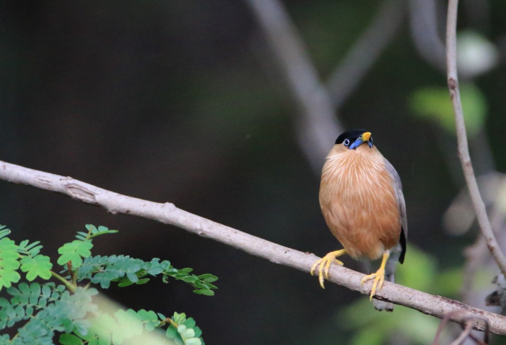 Brahminy Starling - ML94085821