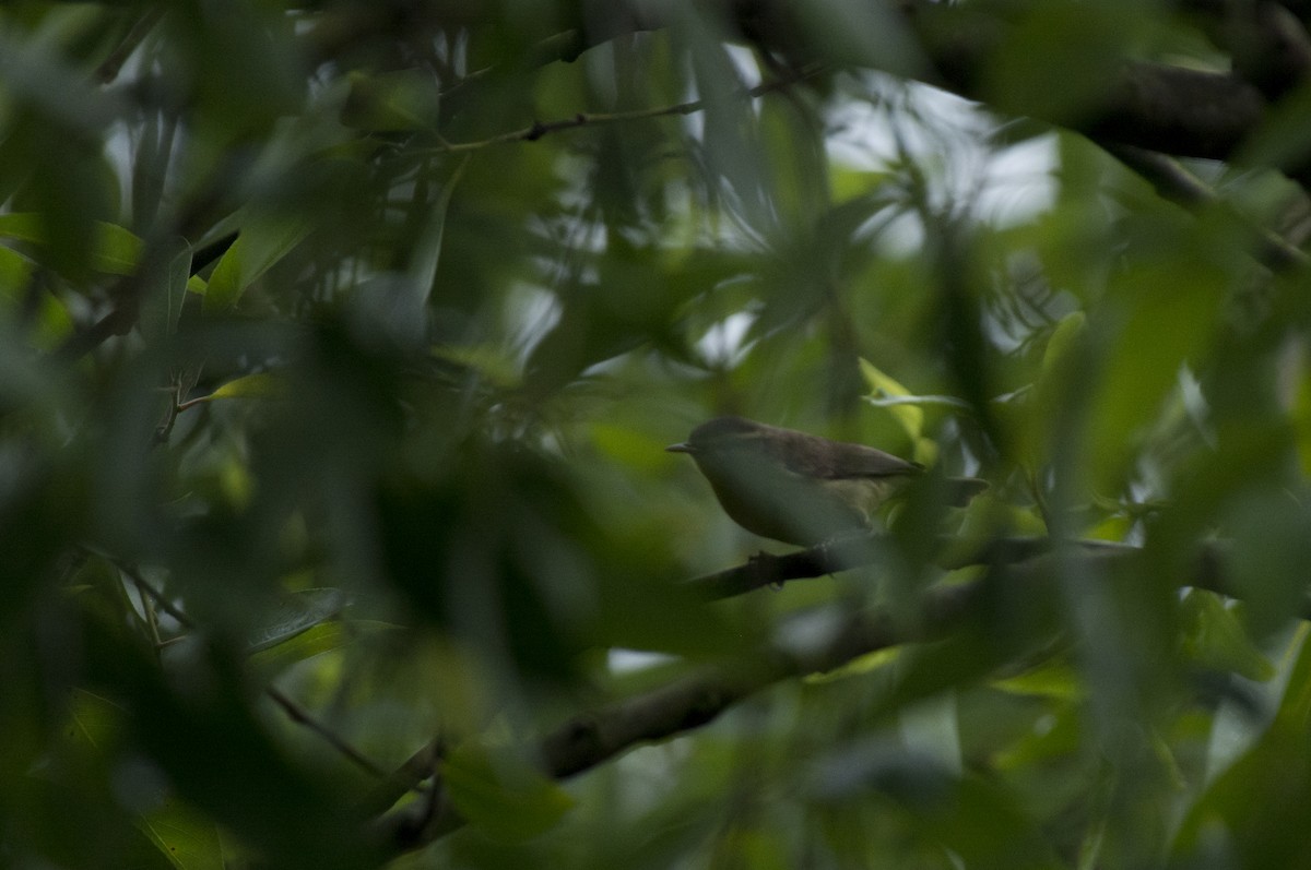 Tickell's Leaf Warbler (Tickell's) - ML94087961