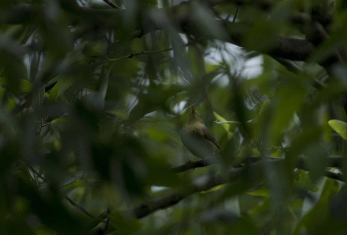 Tickell's Leaf Warbler (Tickell's) - ML94087971