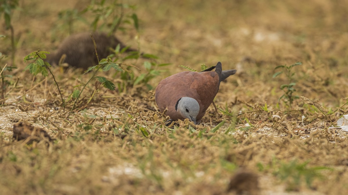 Red Collared-Dove - ML94088141