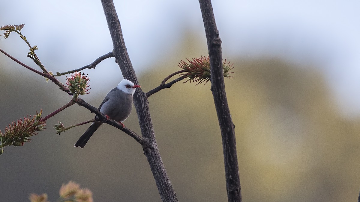 White-headed Bulbul - ML94090201