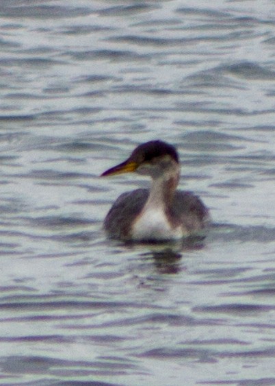 Red-necked Grebe - ML94090211