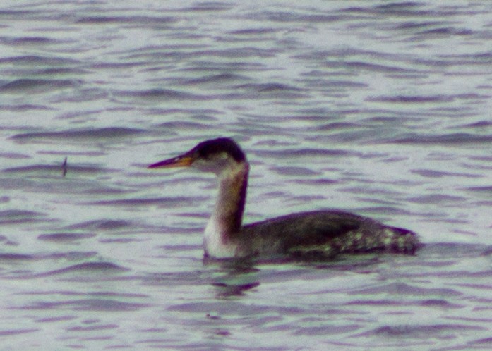 Red-necked Grebe - ML94090221