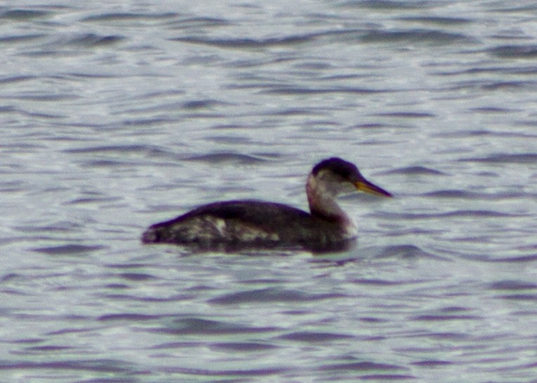 Red-necked Grebe - ML94090231