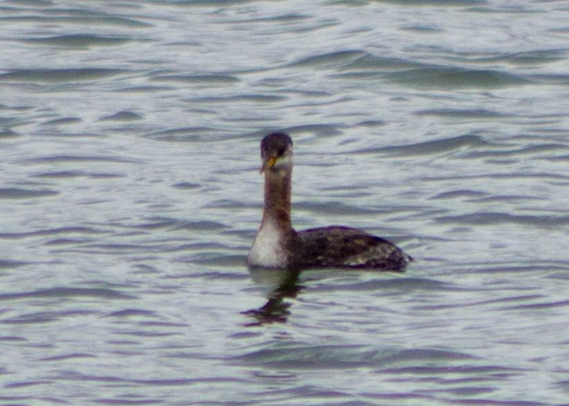 Red-necked Grebe - ML94090241