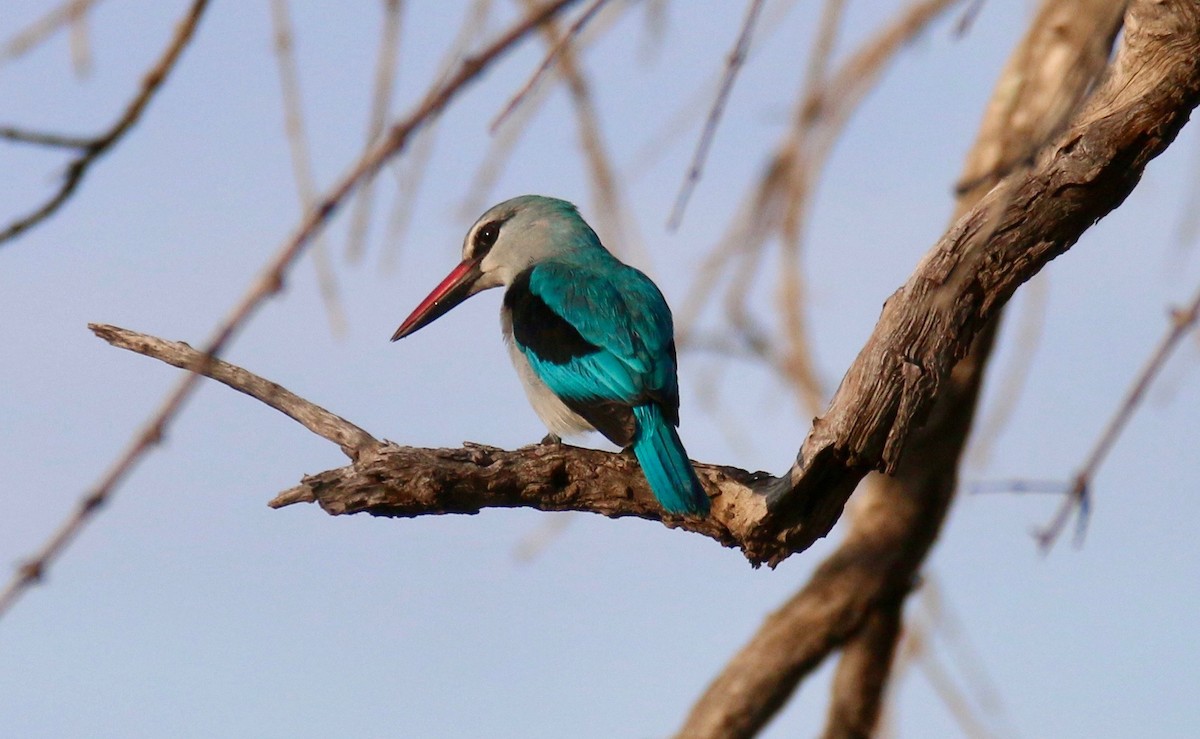 Woodland Kingfisher - ML94090831