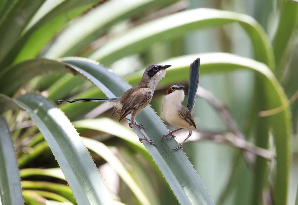 Purple-crowned Fairywren - ML94092731