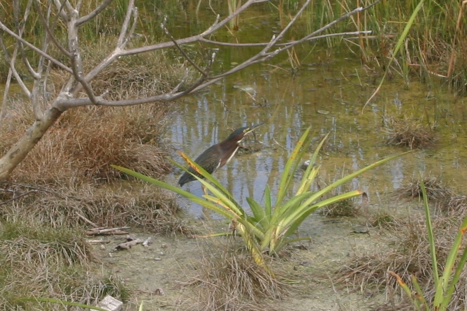 Green Heron - ML94093631