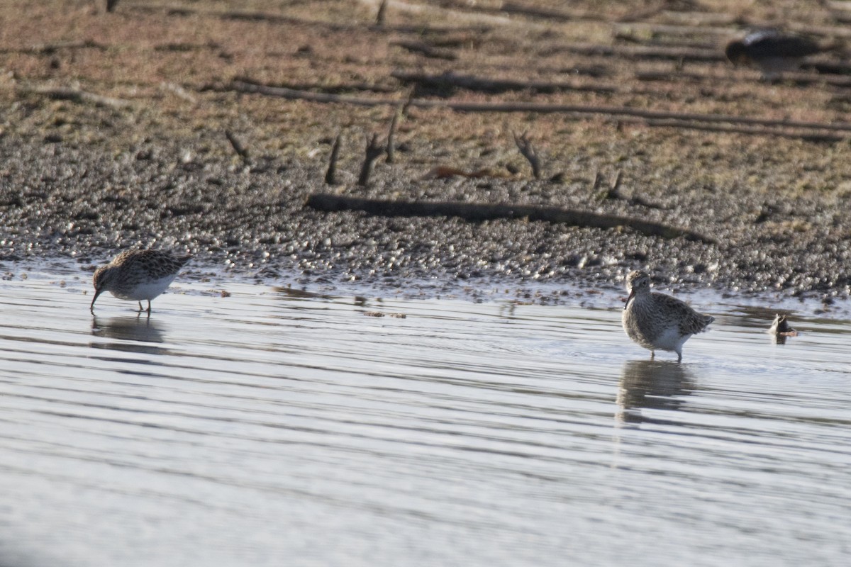 Pectoral Sandpiper - ML94094541