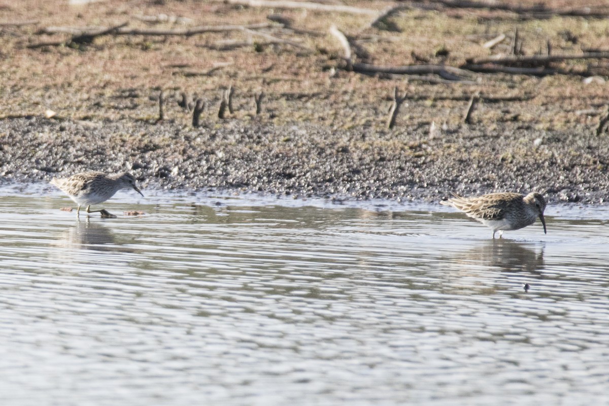 Pectoral Sandpiper - ML94094571