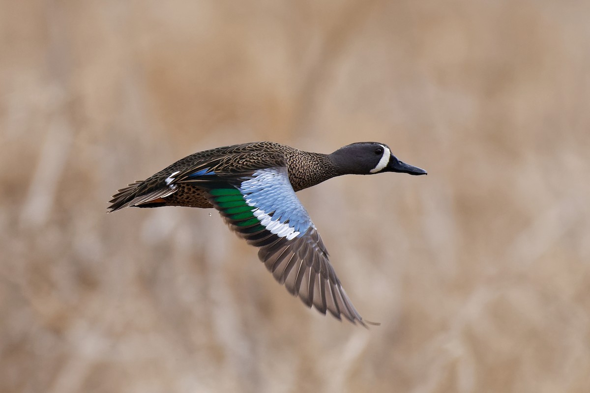 Blue-winged Teal - ML94094721