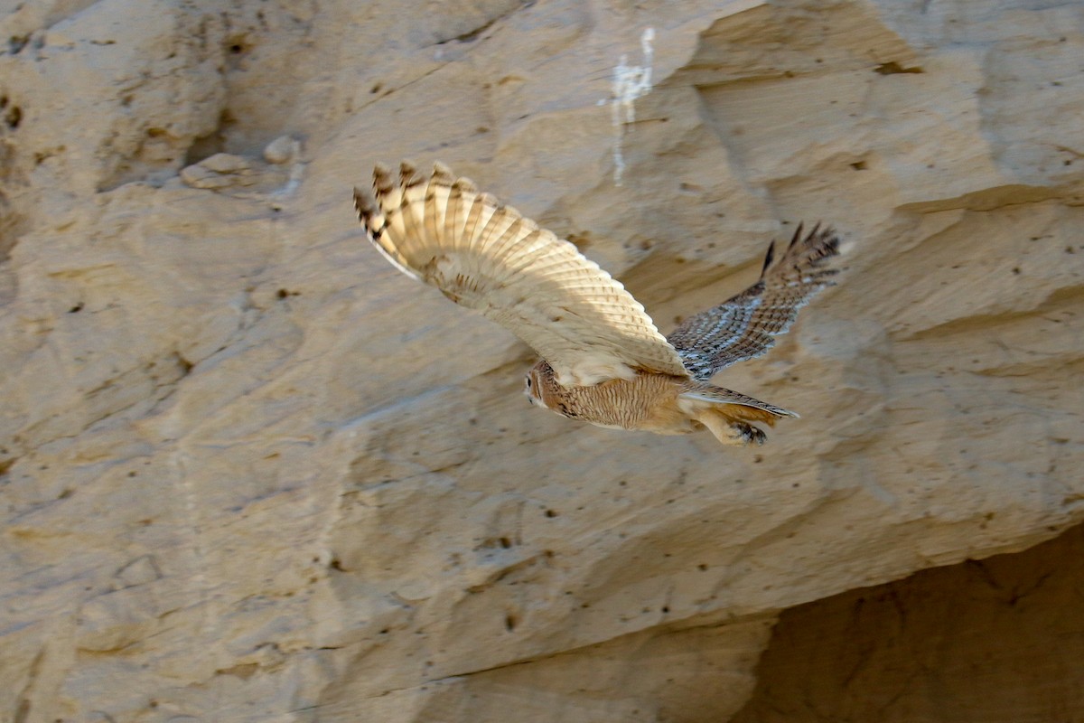 Pharaoh Eagle-Owl - Tommy Pedersen