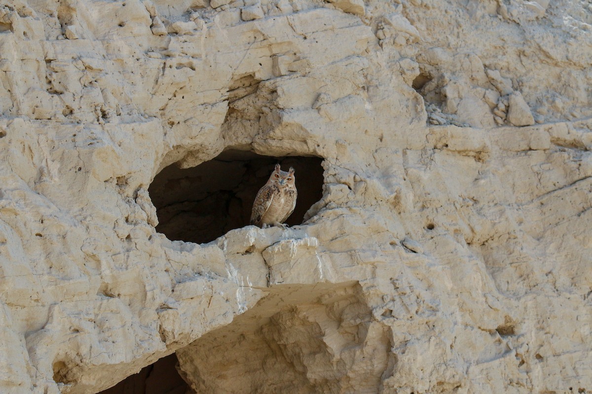 Pharaoh Eagle-Owl - Tommy Pedersen