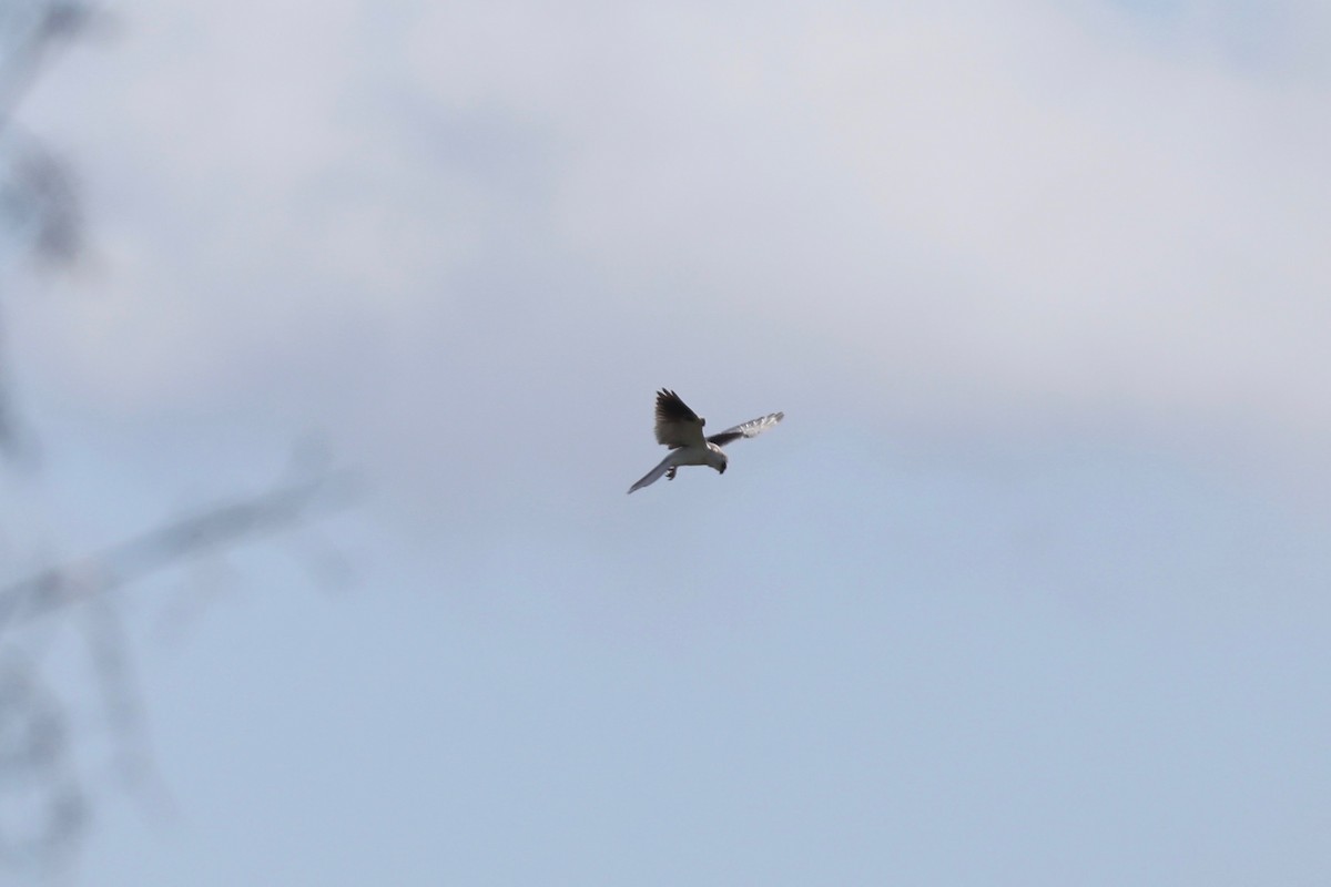 White-tailed Kite - ML94095231