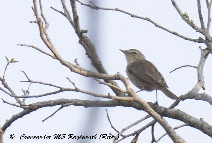 Booted Warbler - ML94095801