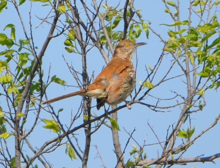 Brown Thrasher - ML94096781