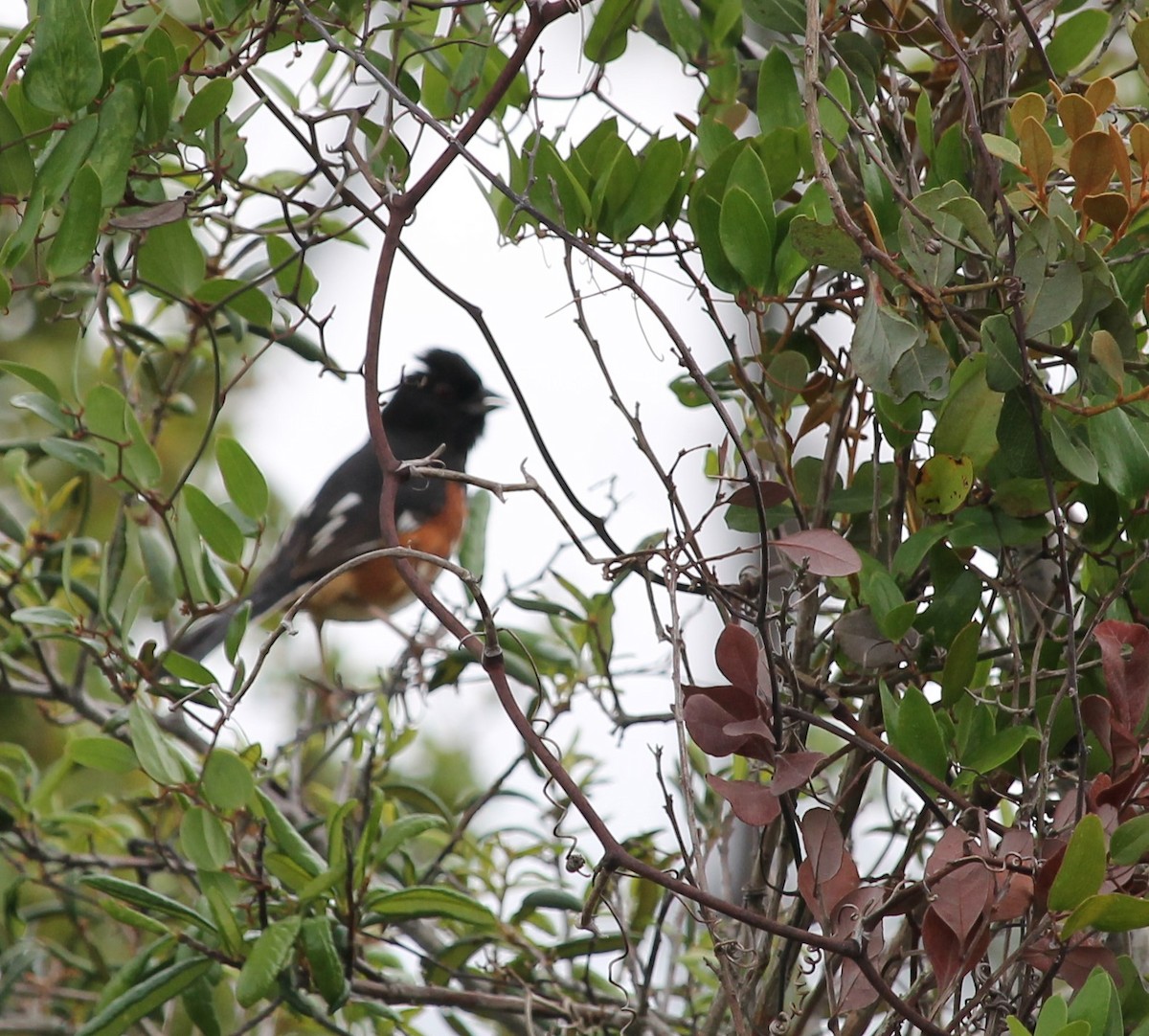 Eastern Towhee - ML94097491