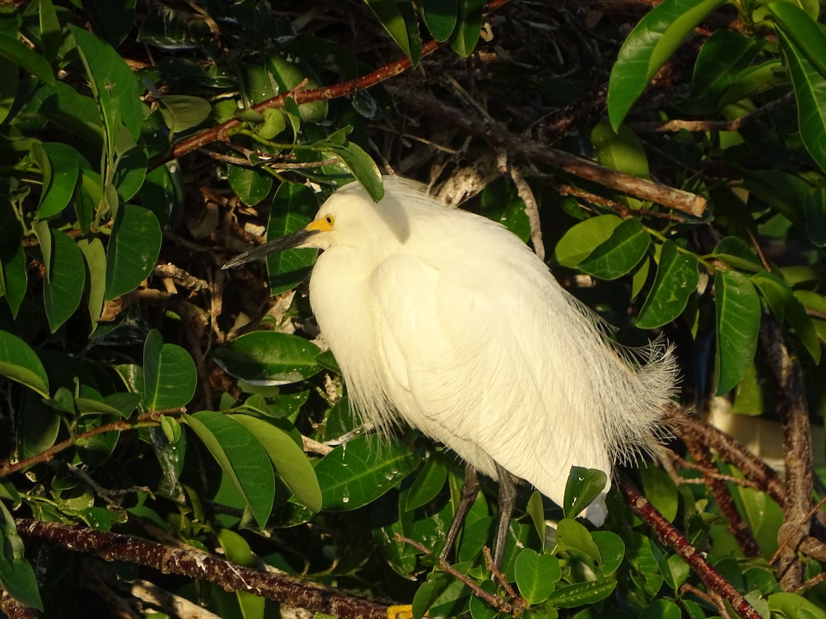 Snowy Egret - Frank Young