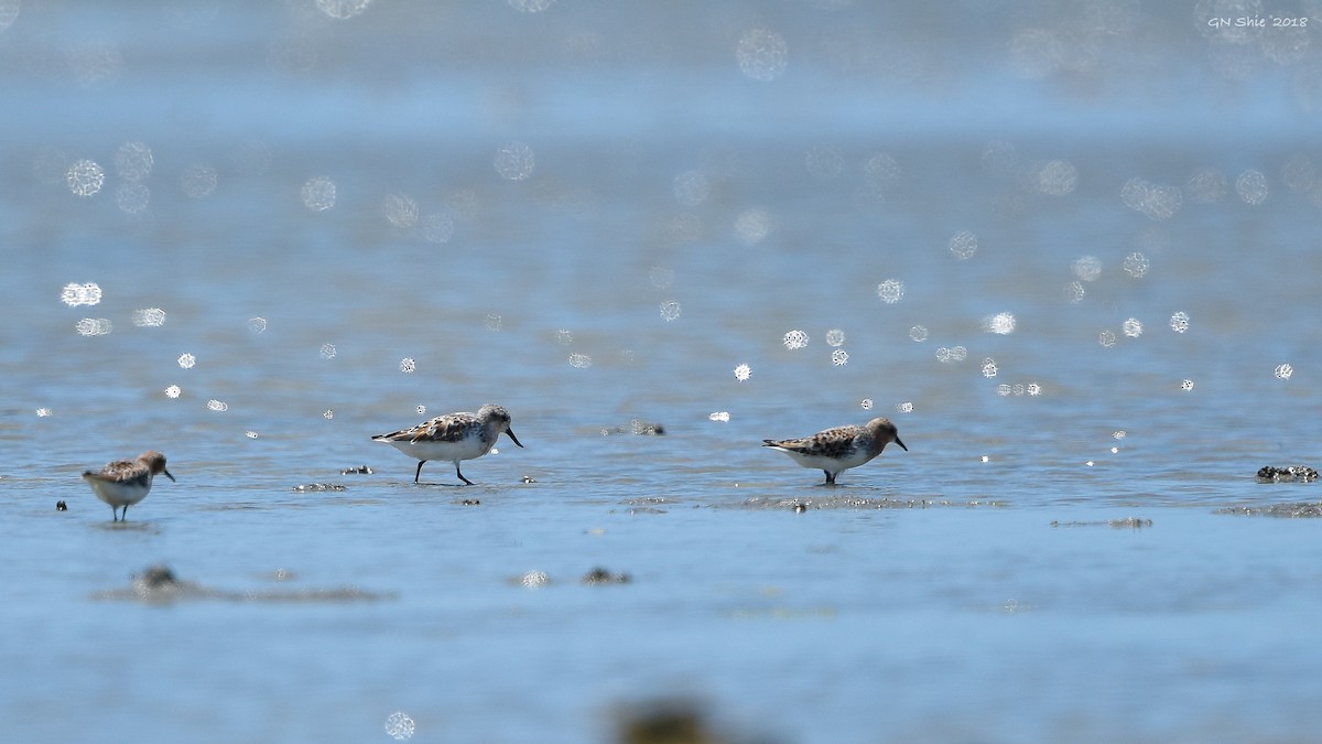 Löffelstrandläufer - ML94102871