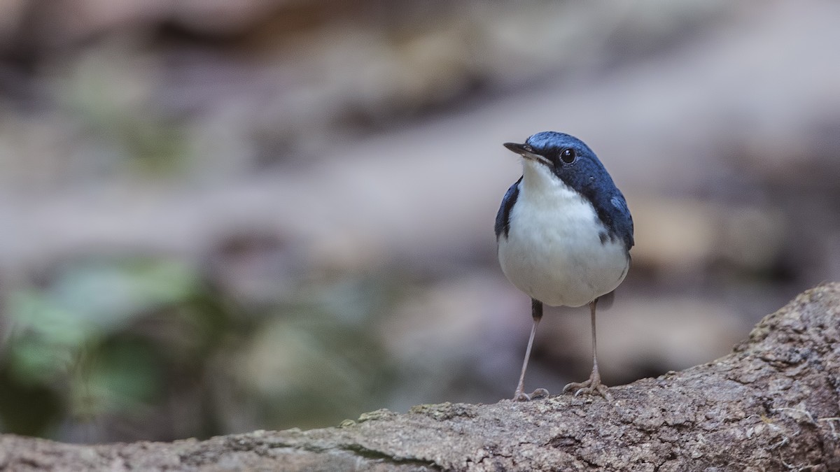 Siberian Blue Robin - H. Çağlar Güngör