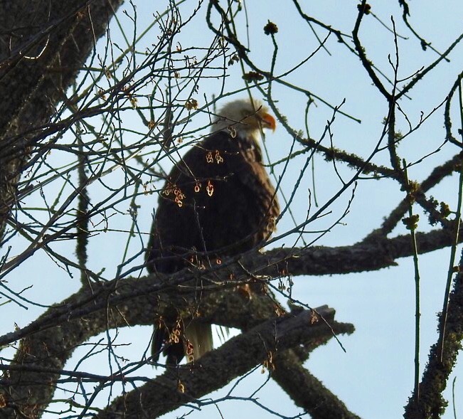 Bald Eagle - ML94105221