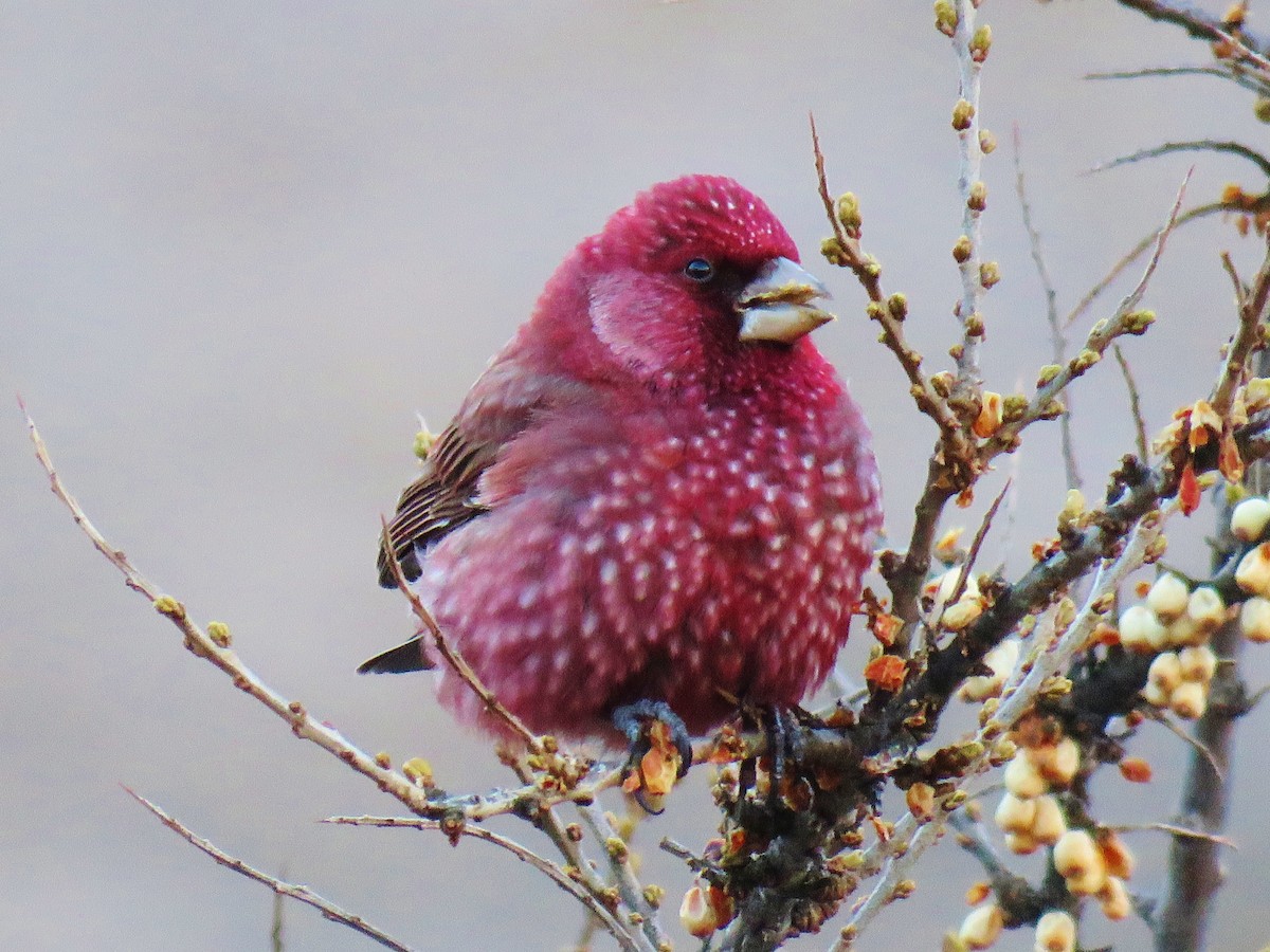 Great Rosefinch - Thomas Gibson