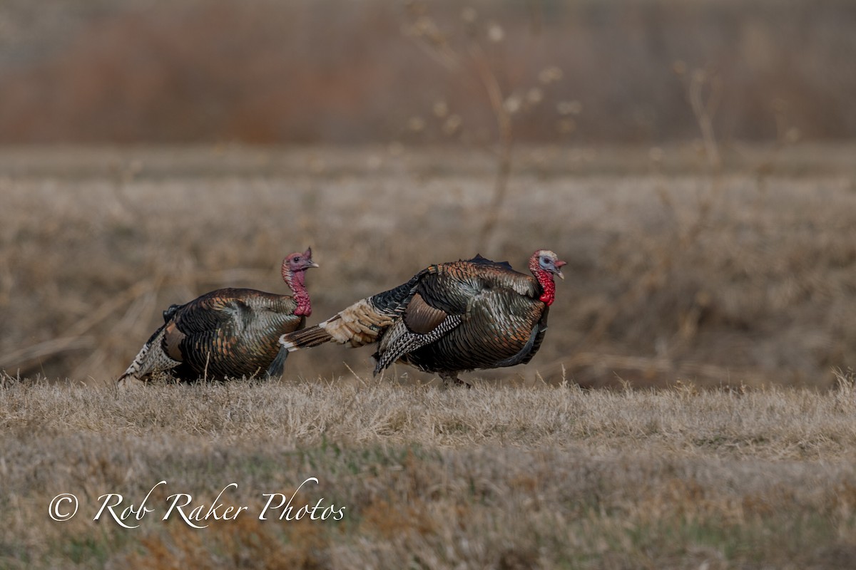 Wild Turkey - Robert Raker