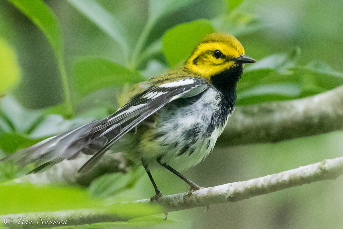 Black-throated Green Warbler - ML94106991