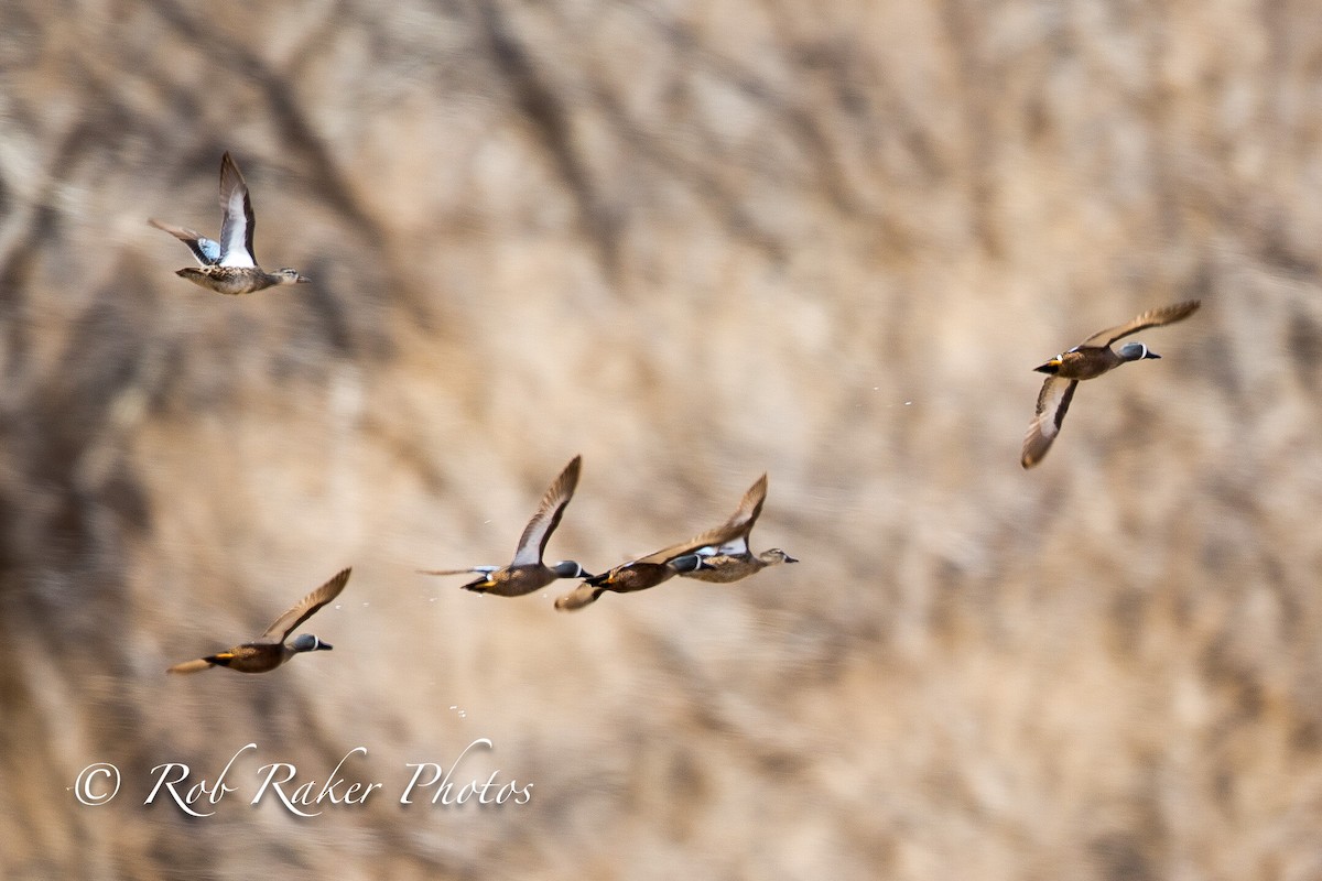 Blue-winged Teal - Robert Raker