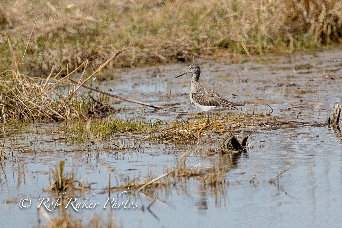 Greater Yellowlegs - ML94107821