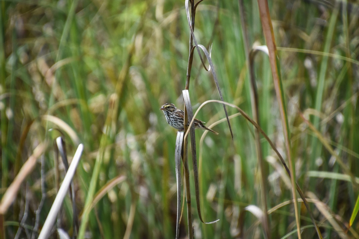 Savannah Sparrow - Austin Bell