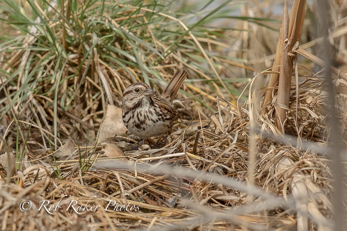 Song Sparrow - ML94108111