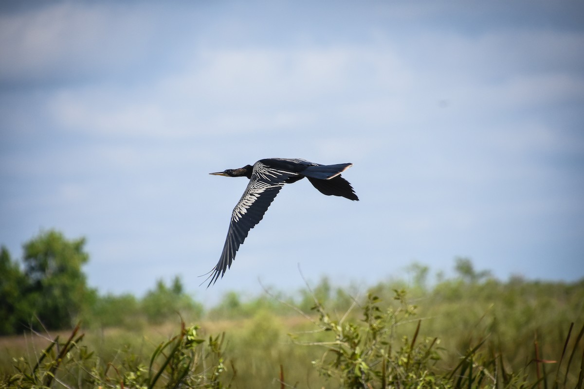 Anhinga - Austin Bell