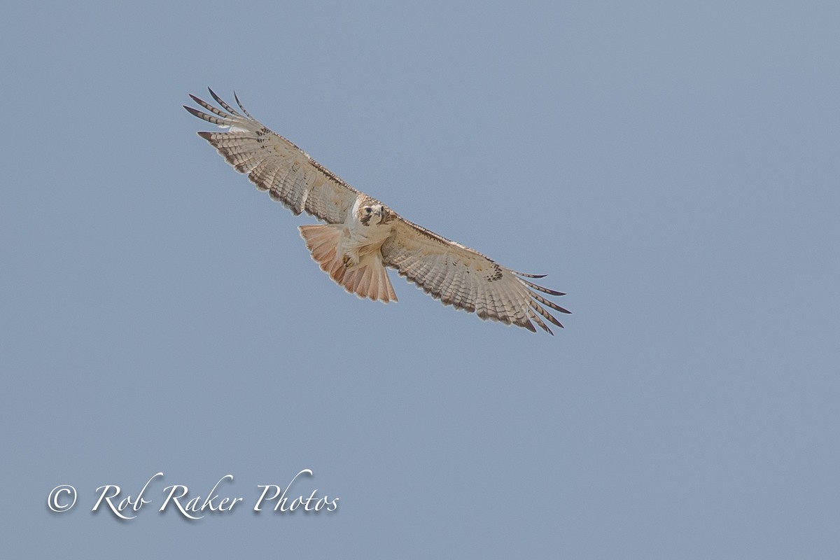 Red-tailed Hawk - ML94108651