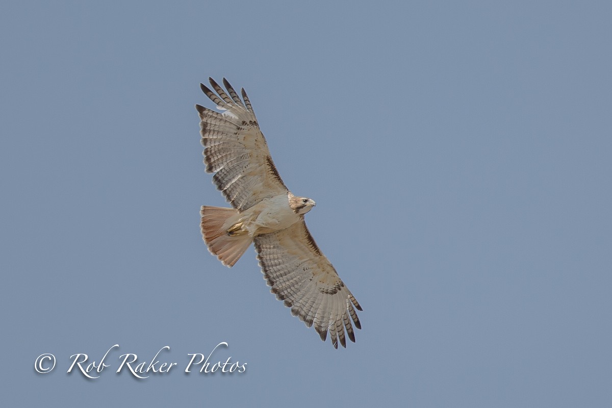 Red-tailed Hawk - ML94108661