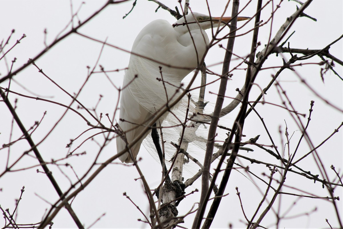 Great Egret - ML94109581