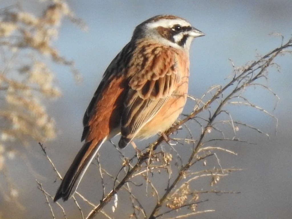 Meadow Bunting - ML94110141