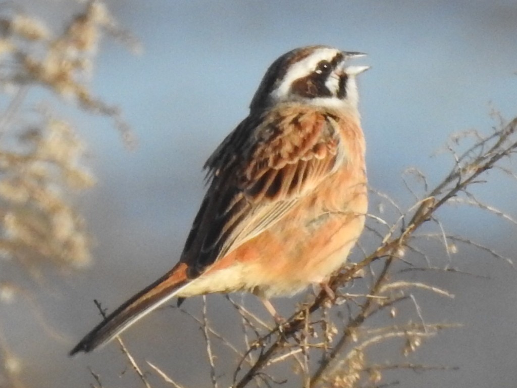 Bruant à longue queue - ML94110151