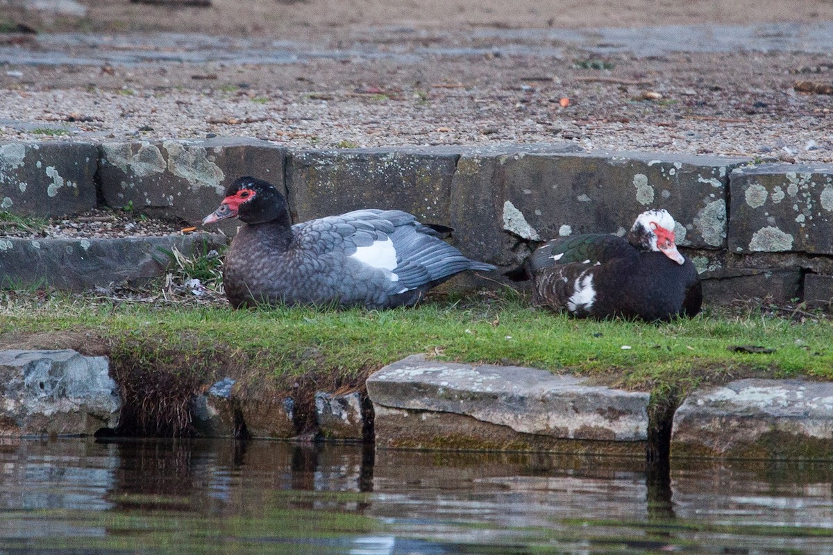 Muscovy Duck (Domestic type) - Alistair Walsh