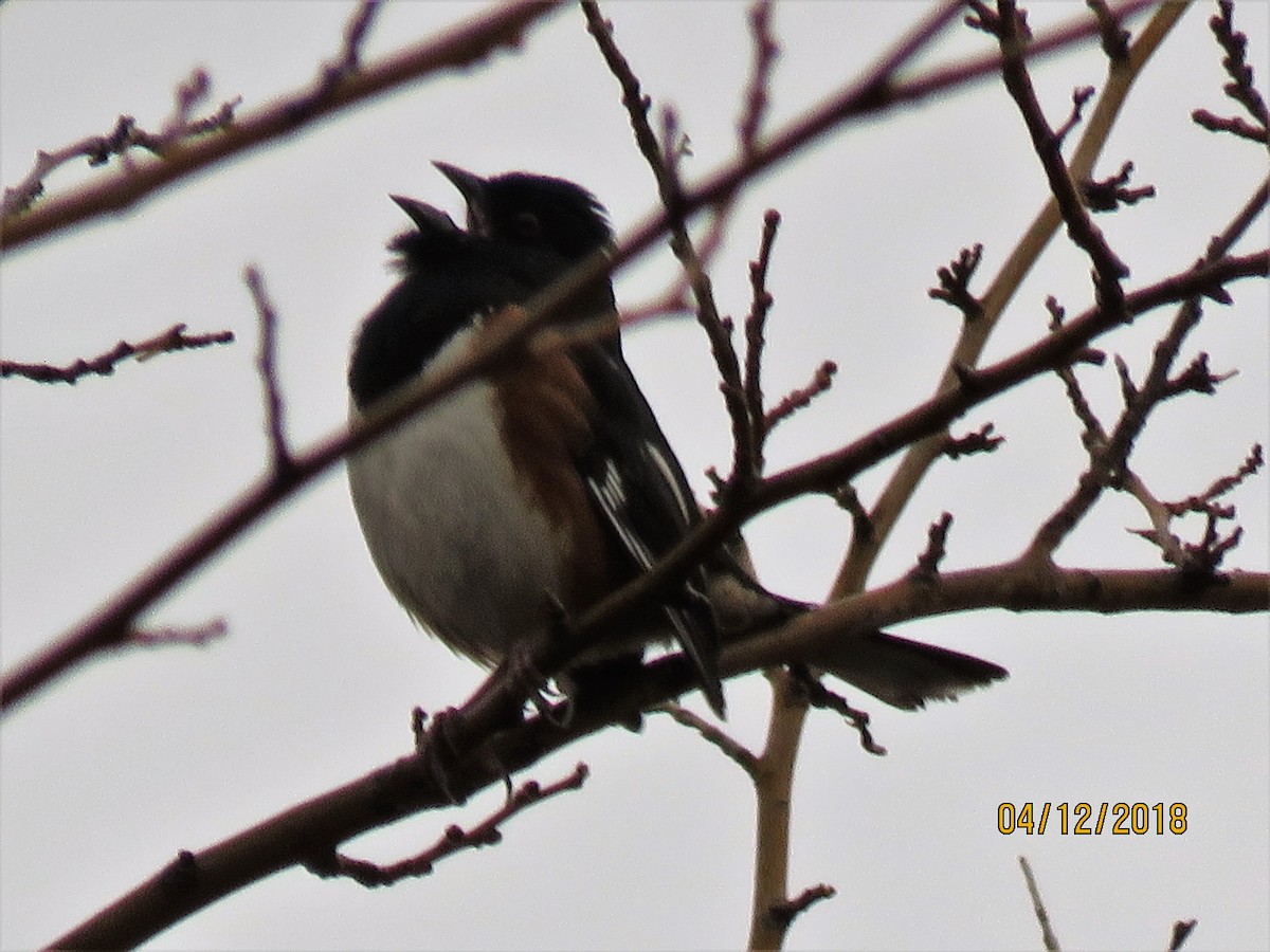 Eastern Towhee - ML94110841