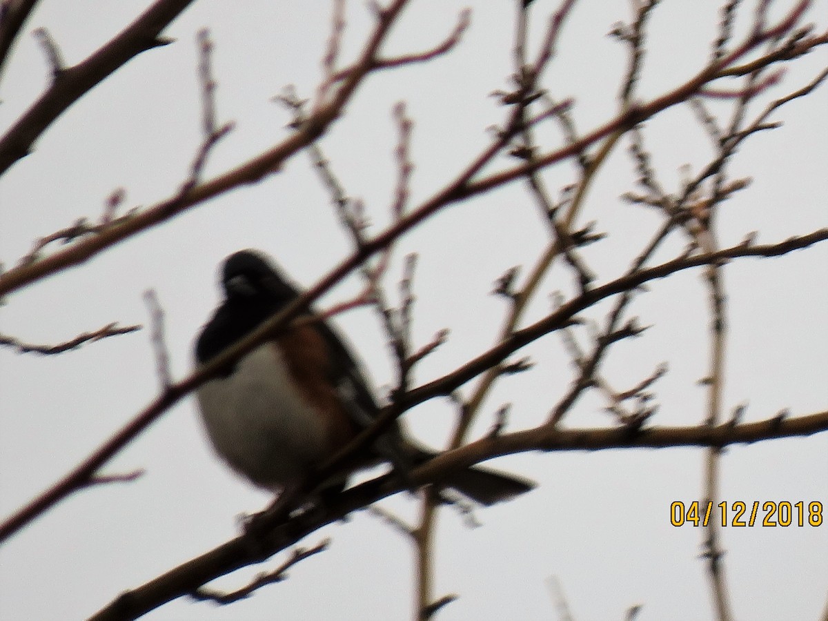 Eastern Towhee - ML94110871