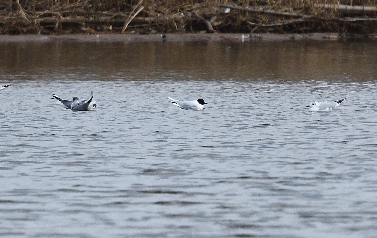 Mouette pygmée - ML94112171