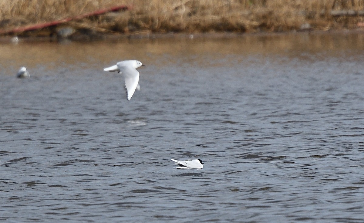 Mouette pygmée - ML94112181