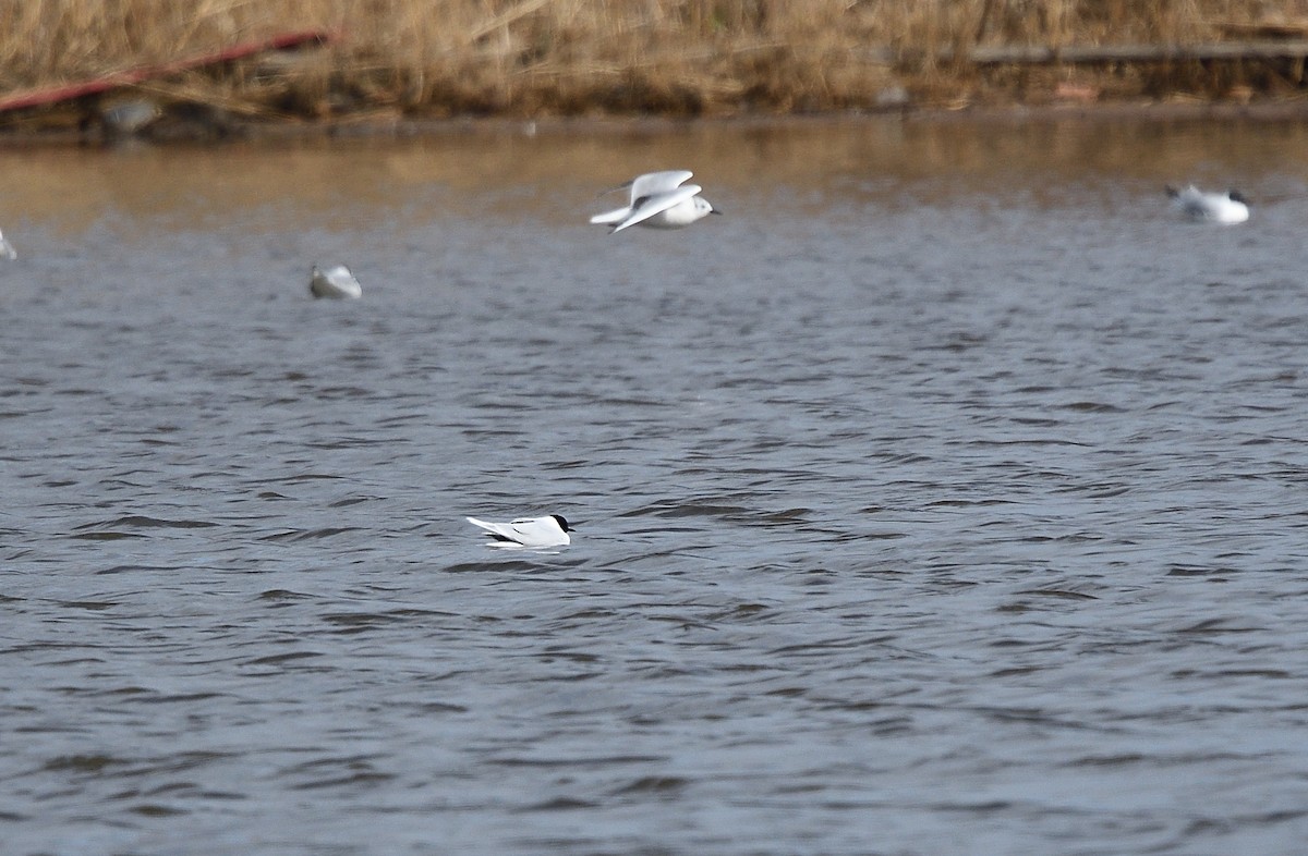 Mouette pygmée - ML94112191